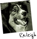 raleigh and santos the rescue dogs